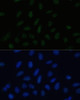 Epigenetics and Nuclear Signaling Antibodies 3 Anti-PELP1 Antibody CAB3189