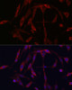 Cell Biology Antibodies 8 Anti-KIF5A Antibody CAB3303