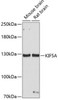 Cell Biology Antibodies 8 Anti-KIF5A Antibody CAB3303