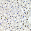 Cell Biology Antibodies 8 Anti-U2SURP Antibody CAB3392
