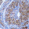 Cell Death Antibodies 2 Anti-GULP1 Antibody CAB3432