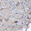 Cell Death Antibodies 2 Anti-GULP1 Antibody CAB3432