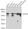 Developmental Biology Anti-VIPAS39 Antibody CAB3479