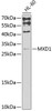 Epigenetics and Nuclear Signaling Antibodies 3 Anti-MXD1 Antibody CAB3613