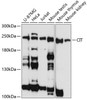 Cell Cycle Antibodies 1 Anti-CIT Antibody CAB3668