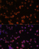 Cell Biology Antibodies 9 Anti-ENTPD1/CD39 Antibody CAB3778