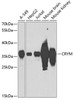 Cell Biology Antibodies 9 Anti-CRYM Antibody CAB3810