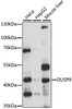 Cell Biology Antibodies 9 Anti-DUSP9 Antibody CAB3839