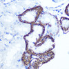 Cell Biology Antibodies 9 Anti-EXTL3 Antibody CAB3857