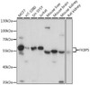 Signal Transduction Antibodies 2 Anti-FKBP5 Antibody CAB3863