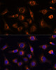 KO Validated Antibodies 1 Anti-NUCB1 Antibody CAB3994KO Validated