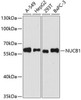 KO Validated Antibodies 1 Anti-NUCB1 Antibody CAB3994KO Validated