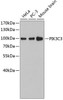 Autophagy Antibodies Anti-PIK3C3 Antibody CAB4021