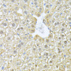 Immunology Antibodies 2 Anti-PSMA7 Antibody CAB4052