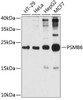 Immunology Antibodies 2 Anti-PSMB6 Antibody CAB4053
