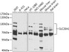 Immunology Antibodies 2 Anti-SLC20A1 Antibody CAB4117