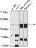 Cardiovascular Antibodies Anti-THBD Antibody CAB4155