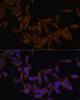 Epigenetics and Nuclear Signaling Antibodies 3 Anti-UBE2L3 Antibody CAB4175