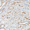 Immunology Antibodies 2 Anti-IFITM1 Antibody CAB4228