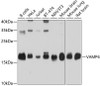 Cell Biology Antibodies 9 Anti-VAMP4 Antibody CAB4241