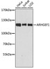 KO Validated Antibodies 1 Anti-ARHGEF1 Antibody CAB4274KO Validated