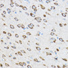 Cell Biology Antibodies 9 Anti-RPL23 Antibody CAB4292