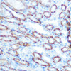 Cell Biology Antibodies 9 Anti-LONP1 Antibody CAB4293