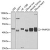 Cell Biology Antibodies 9 Anti-PMPCB Antibody CAB4312