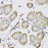 Cell Biology Antibodies 16 Anti-USH1C Antibody CAB4368