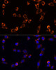 Cell Biology Antibodies 9 Anti-TRAP1 Antibody CAB4378