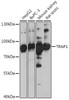 Cell Biology Antibodies 9 Anti-TRAP1 Antibody CAB4378