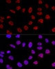 Epigenetics and Nuclear Signaling Antibodies 3 Anti-BCAS2 Antibody CAB4398