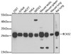 Epigenetics and Nuclear Signaling Antibodies 3 Anti-BCAS2 Antibody CAB4398