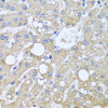 Cell Biology Antibodies 9 Anti-TUBGCP3 Antibody CAB4417