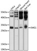 Cell Biology Antibodies 9 Anti-EMG1 Antibody CAB4421