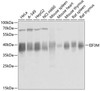 Immunology Antibodies 2 Anti-EIF3M Antibody CAB4426