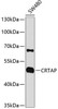 Cell Biology Antibodies 9 Anti-CRTAP Antibody CAB4428