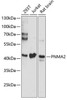 Cell Biology Antibodies 9 Anti-PNMA2 Antibody CAB4448