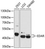 Cell Death Antibodies 2 Anti-EDAR Antibody CAB4461