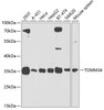 Cell Biology Antibodies 9 Anti-TOMM34 Antibody CAB4467