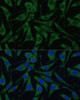 Epigenetics and Nuclear Signaling Antibodies 3 Anti-PHB2 Antibody CAB4504