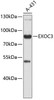 Cell Biology Antibodies 9 Anti-EXOC3 Antibody CAB4506