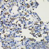 Cell Biology Antibodies 9 Anti-COTL1 Antibody CAB4550
