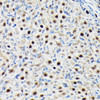 Cell Biology Antibodies 9 Anti-GTPBP4 Antibody CAB4565