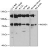 Cell Biology Antibodies 9 Anti-MOXD1 Antibody CAB4600