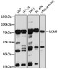 Cell Biology Antibodies 9 Anti-NSMF Antibody CAB4603