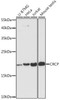 Immunology Antibodies 2 Anti-CRCP Antibody CAB4657