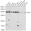 Cell Biology Antibodies 9 Anti-UGGT1 Antibody CAB4866