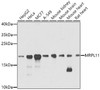 Cell Biology Antibodies 9 Anti-MRPL11 Antibody CAB4945