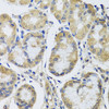 Cell Biology Antibodies 9 Anti-MRPL1 Antibody CAB4947